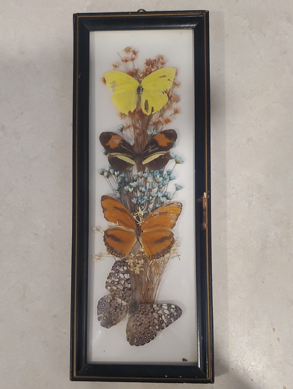 Vintage 4 Dried Butterfly Taxidermy Specimen Art with Wildflowers Framed Decor